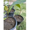 Tree 1 LOQUAT Tree from Seeds ORGANIC -NO POT- 6-8”FREE