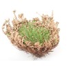 Incense Garden Rose of Jericho Flower The Resurrection Plant (1