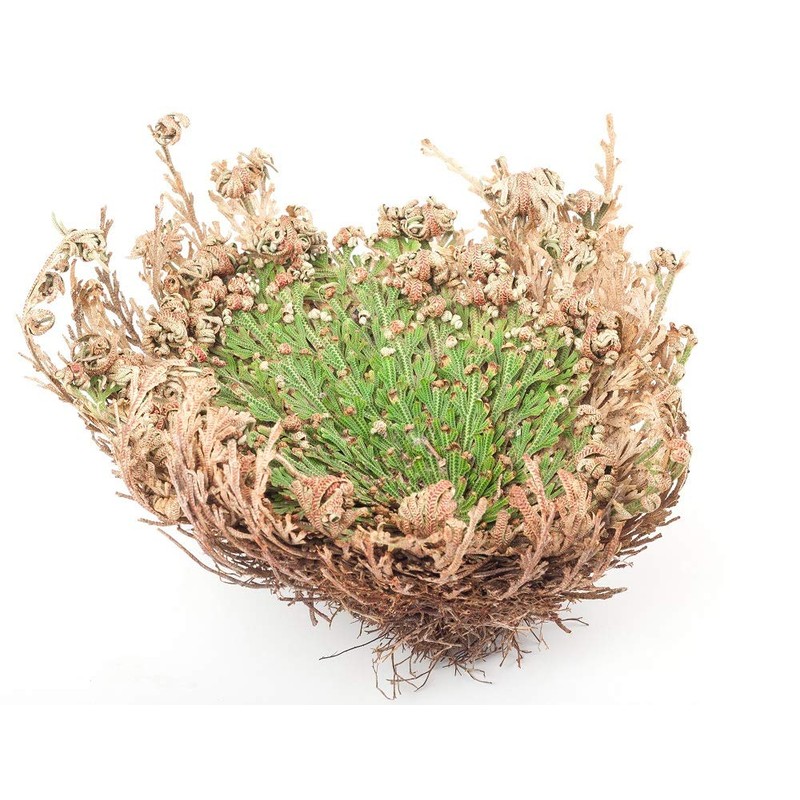 Incense Garden Rose of Jericho Flower The Resurrection Plant (1