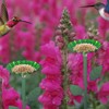 Bird Feeder Pole | Garden Decorations Feeder Poles,Squirrel Proof Outdoor