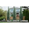 Blue Arrow Juniper | 1 Large Trade Gallon Size Plant