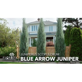 Blue Arrow Juniper | 1 Large Trade Gallon Size Plant | Juniperus Scopulorum | Fast Growing Privacy Screen, Outdoor Evergreen Shrub, Narrow Columnar Shape, Low Maintenance Landscape, Drought Tolerant