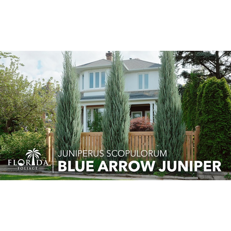 Blue Arrow Juniper | 1 Large Trade Gallon Size Plant