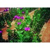 Tenax 100522964 Hortonova Plant Trellis Net White 48inx16ft