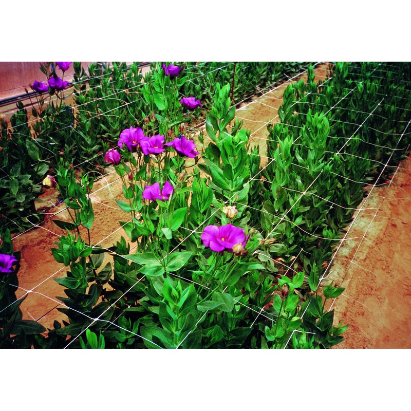 Tenax 100522964 Hortonova Plant Trellis Net White 48inx16ft