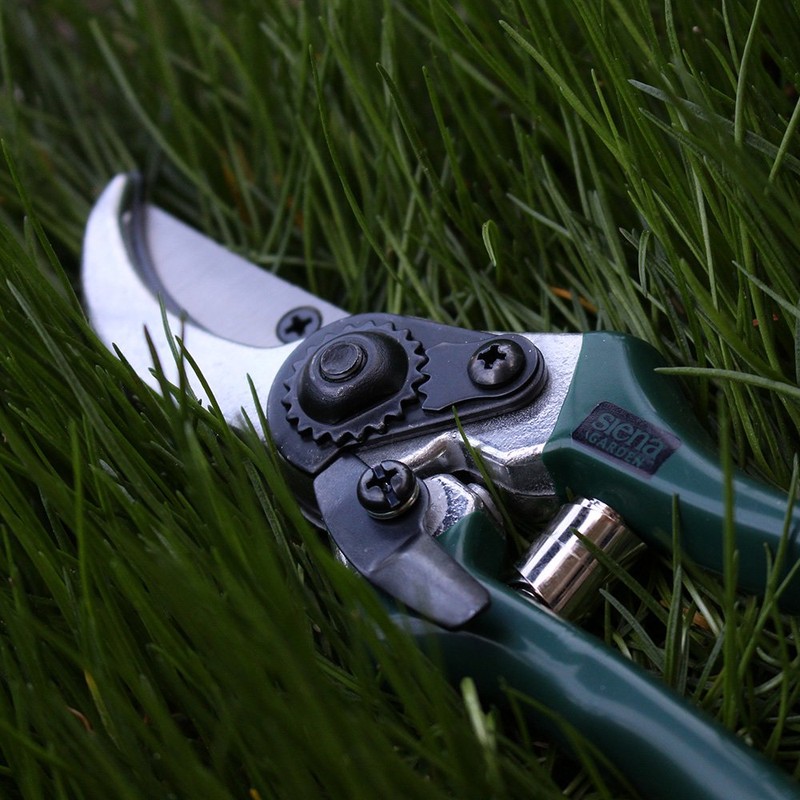 Siena Garden 560866 Garden & Rose Shears, Flower Shears, Green