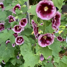 Outsidepride 25 Seeds Perennial Alcea Rosea Crème de Cassis Maroon Hollyhock Flower Seeds for Planting