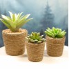 Ebros Gift Set Of 3 Realistic Artificial Botanica Plant Succulents
