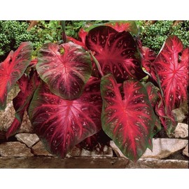 Caladium Red Flash,(10 Bulbs) Thrives in Heat and Humidity, Elephant Ears