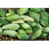 Serendipity Seeds 10 Heirloom Seeds- Caigua -Cyclanthera pedata- Rare -Unique