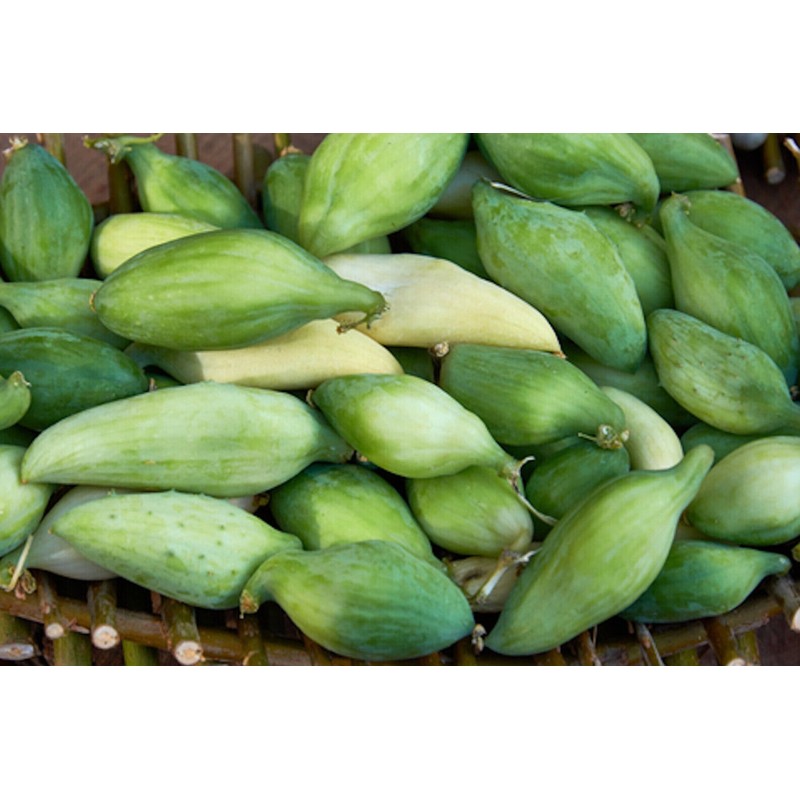 Serendipity Seeds 10 Heirloom Seeds- Caigua -Cyclanthera pedata- Rare -Unique