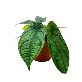 Florida House Plants Piper Parmatum Dressler, 4 inch