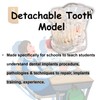 Detachable Dental Model Dental Disease Teaching Study Typodont Demonstration Tooth
