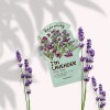 Tonymoly - Mascarilla Facial Hidratante De Lavanda Im Real