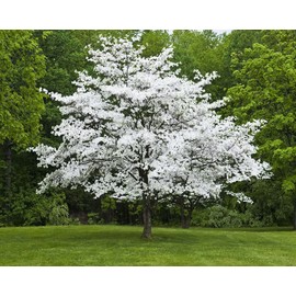 White Flowering Dogwood Tree - 10-16" Tall Live Plant - Quart Pot - Potted Seedling - Cornus Florida - Ready to Plant