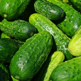 Cucumber Seeds - Sumter - 3 g Packet ~100 Seeds - Cucumis sativus - Farm & Garden Vegetable Seeds - Non-GMO, Heirloom, Open Pollinated, Annual