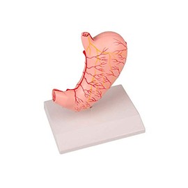 Stomach 2-Piece Set Full Size