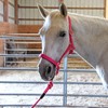 Majestic Ally HeadCollar Halter with Matching Lead Rope for Horses–Adjustable