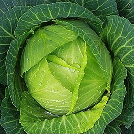Cabbage Seeds for Planting – Non-GMO Heirloom Vegetable Seeds – Full Instruction Packets to Plant in Your Home Outdoor Garden – Gardening Gift – 200 Copenhagen Cabbage Seeds Per Pack (1 Packet)