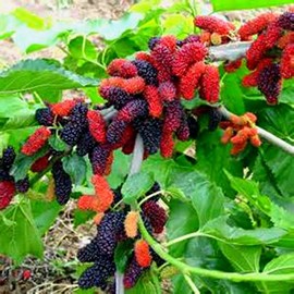 Grow Your Own Mulberry Tree's! 20 Seeds! Yummy! Comb. S/h!