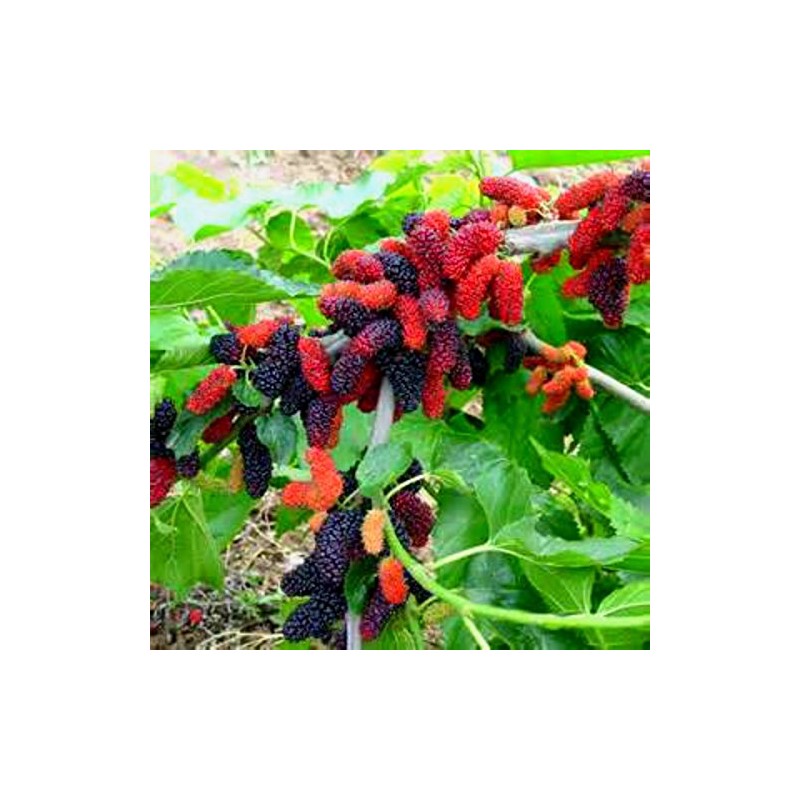 Grow Your Own Mulberry Tree's! 20 Seeds! Yummy! Comb. S/h!