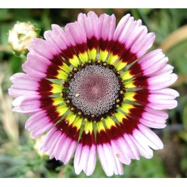 TomorrowSeeds Painted Mix Daisy Seeds | Rainbow Sunflower Wildflower Daisies Flower Seed 2025