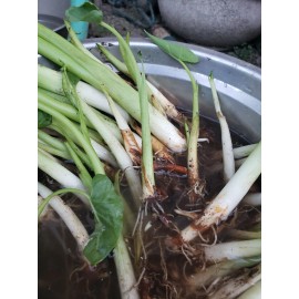 Unbranded 10 pcs EDIBLE  Elephant Ear Stalks LIVE PLANT - Taro  small plants / Bac ha