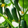 Organic Boston Pickling Cucumber Seeds - USDA Organic, Non-GMO, Open