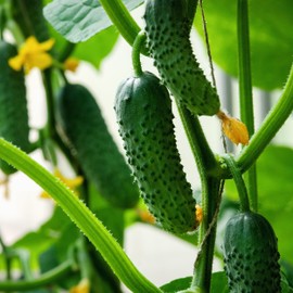 Organic Boston Pickling Cucumber Seeds - USDA Organic, Non-GMO, Open Pollinated, Heirloom, USA Origin (1 Packet - 4 Grams - Approx 100 Seeds)