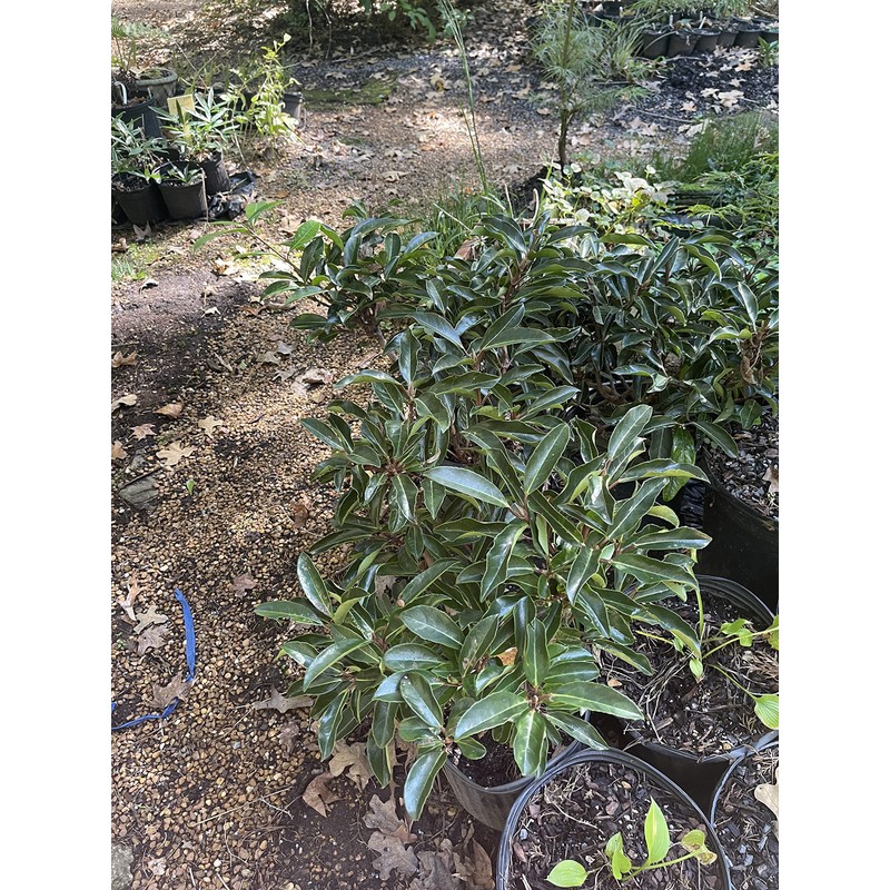 Chindo Viburnum (Viburnum awabuki 'Chindo')