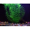 Oxygenating Plants Pack for Live Ponds or Aquariums (Small -