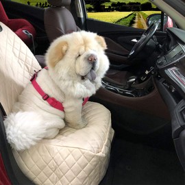 FATTY CHOWCHOW Dog Car Seat Covers 100% Waterproof Car Seat Protector for Pets Front Seat Scratch Proof Non-Slip Durable for Cars,Trucks & SUVs (Cream)