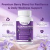 ELVERA Elderberry Gut Support | 1200mg Elderberry Extract, Vitamin C,