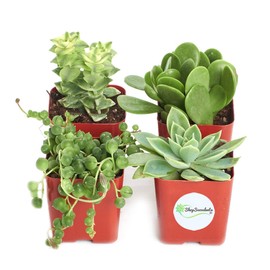 Shop Succulents | Verde Collection | Assortment of Hand Selected, Fully Rooted Live Indoor Green Succulent Plants, 20-Pack