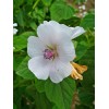 ONeill Seeds Marshmallow Plant Seeds - Althaea officinalis | Heirloom