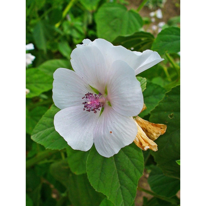 ONeill Seeds Marshmallow Plant Seeds - Althaea officinalis | Heirloom