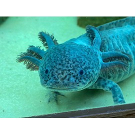 ABF Axolotl Soft Food Mix & Mini Sticks,with Bloodworm,Earthworm,Krill,ABF284J (6oz)