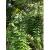 Fresh Neem Leaves, 50-60 leaves, Indian Lilac, Nimba, Nim, Azadirachta