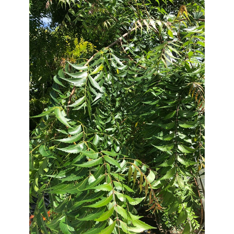 Fresh Neem Leaves, 50-60 leaves, Indian Lilac, Nimba, Nim, Azadirachta