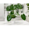 Odd Frond Monstera Deliciosa Tropical Split Leaf Plant in 6