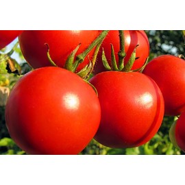 TomorrowSeeds - 10 "Gardener's Favorites Vegetable Seeds Mix Seeds - 3 Combination Packs - for 2025 Planting Non-GMO Heirloom Garden Variety Mix Planting Bundle Assortment Kit Collection