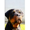 Rottweiler Notebook: Amazing Rottweiler Dog Journal Diary Size 6"x 9",