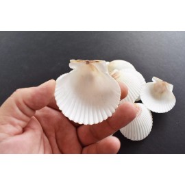 Set of 50 White Florida Gulf Scallop Shells (about 2"/50mm) Beach Wedding Decor.