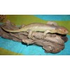 Tree Skink Lizard Replica - Solomon Islands Skink - AAA
