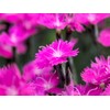Greenwood Nursery: Live Perennial Plants - Firewitch + Dianthus Gratianopolitanus