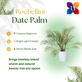 United Nursery Pygmy Date Palm Live Plant, 26–32 inches Tall in 10 inch White Decorative Pot, Tropical Indoor Palm Tree for Office and Home Decor