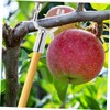 BESPORTBLE 10pcs Metal Tree Branch Support Forks Support for Fruit