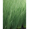 Perennial Farm Marketplace Juncus inflexus 'Blue Arrows' (Rush) Ornamental Grass,