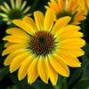  Generic 50 Summer Solstice Coneflower Seeds Echinacea Perennial Flowers