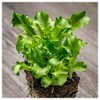 Everwilde Farms - 1 Oz Green Curled Ruffec Endive Seeds